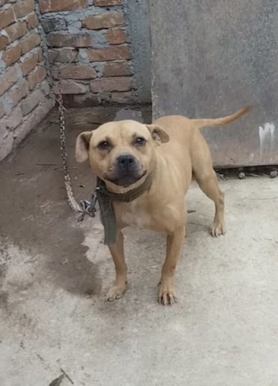 Photo of the dog