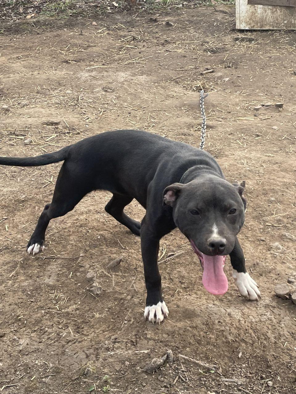 Photo of the dog