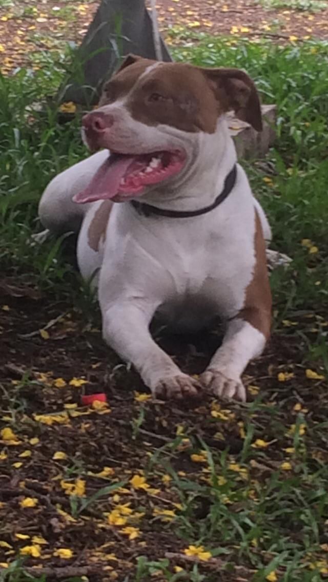 Photo of the dog