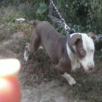 Photo of the dog