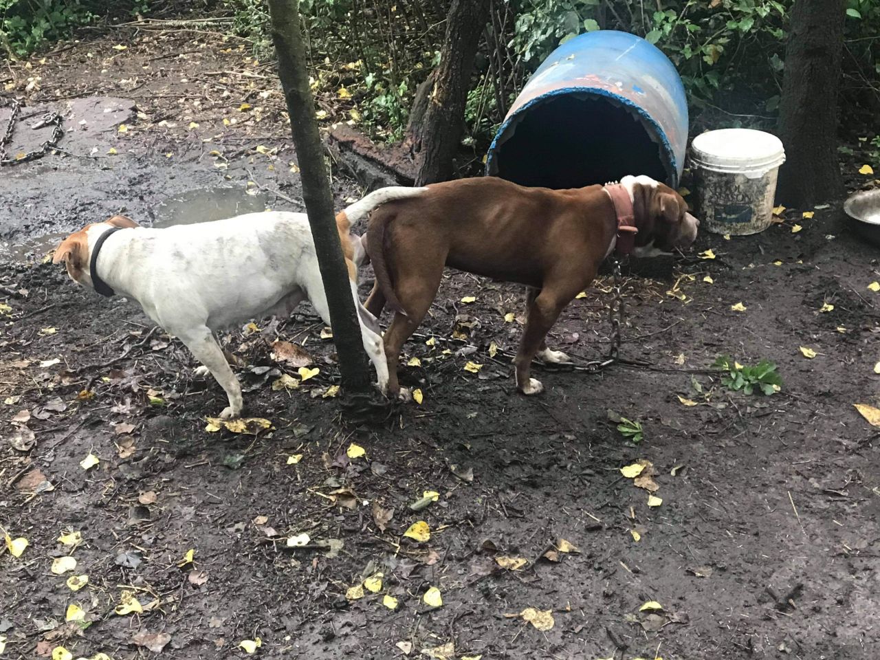 Photo of the dog