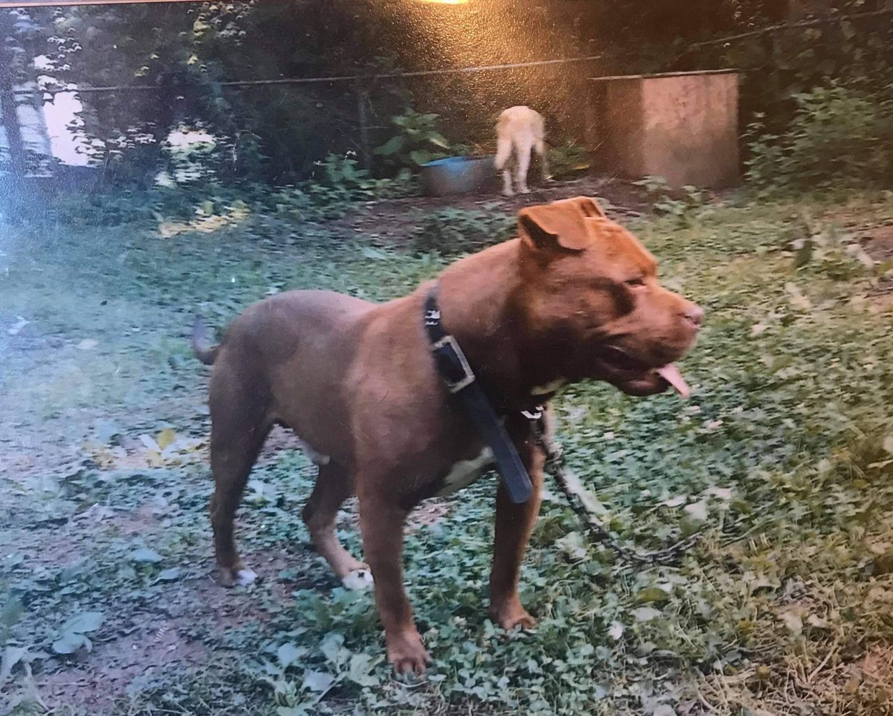 Photo of the dog