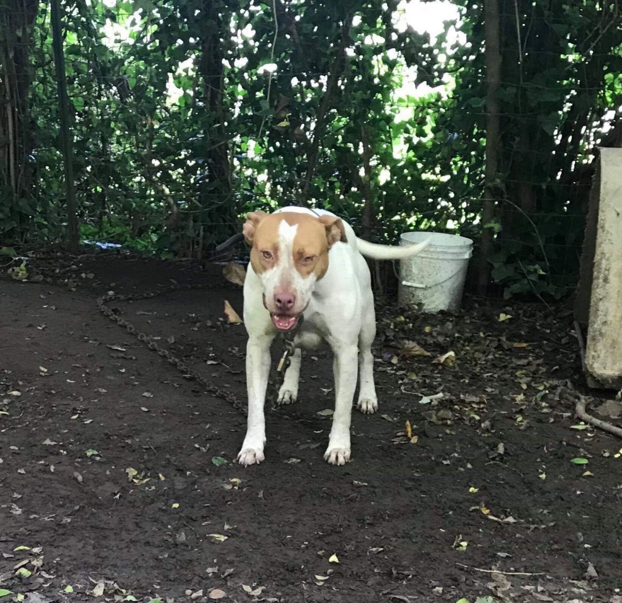 Photo of the dog