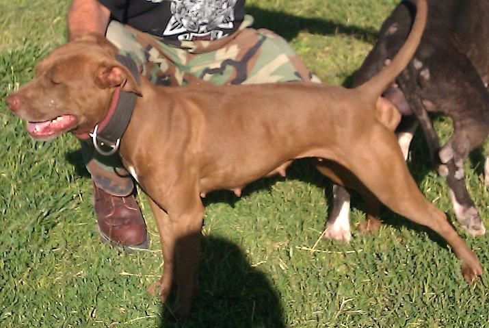 Photo of the dog