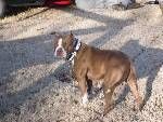 Photo of the dog