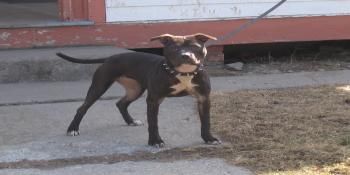 Photo of the dog