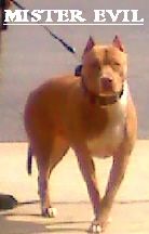 Photo of the dog
