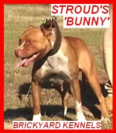 Photo of the dog