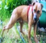 Photo of the dog