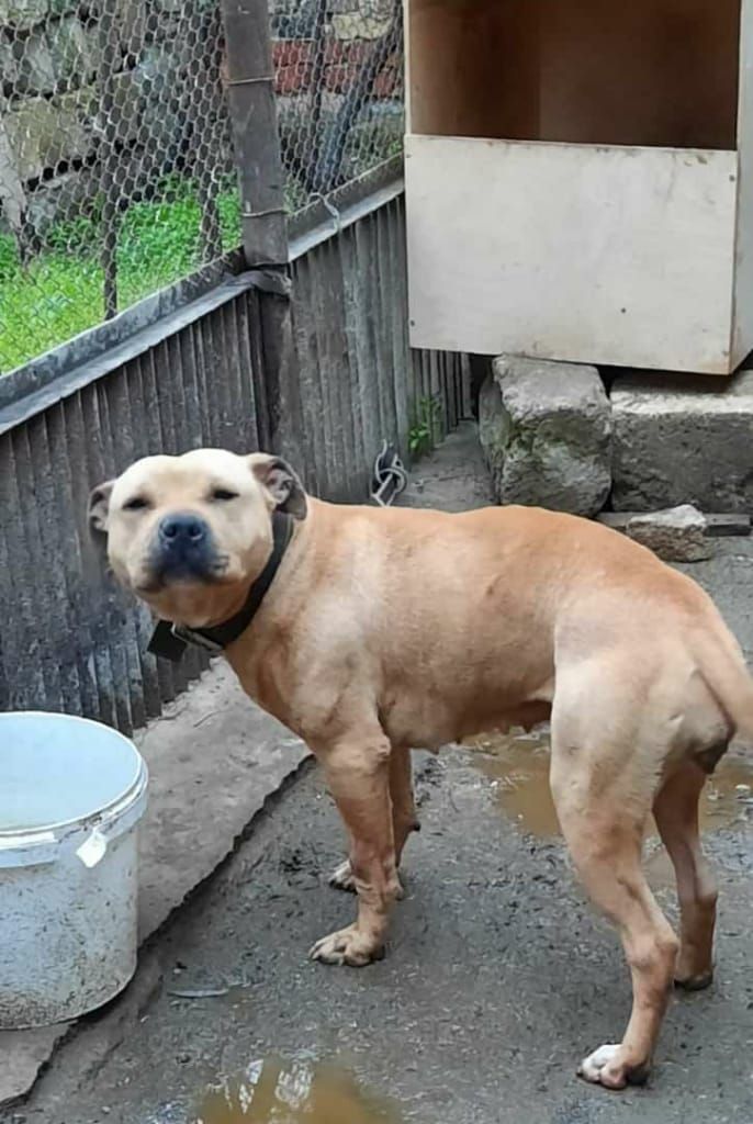 Photo of the dog