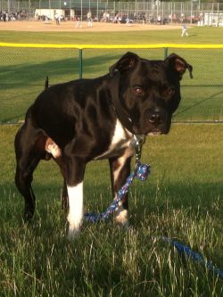 Photo of the dog