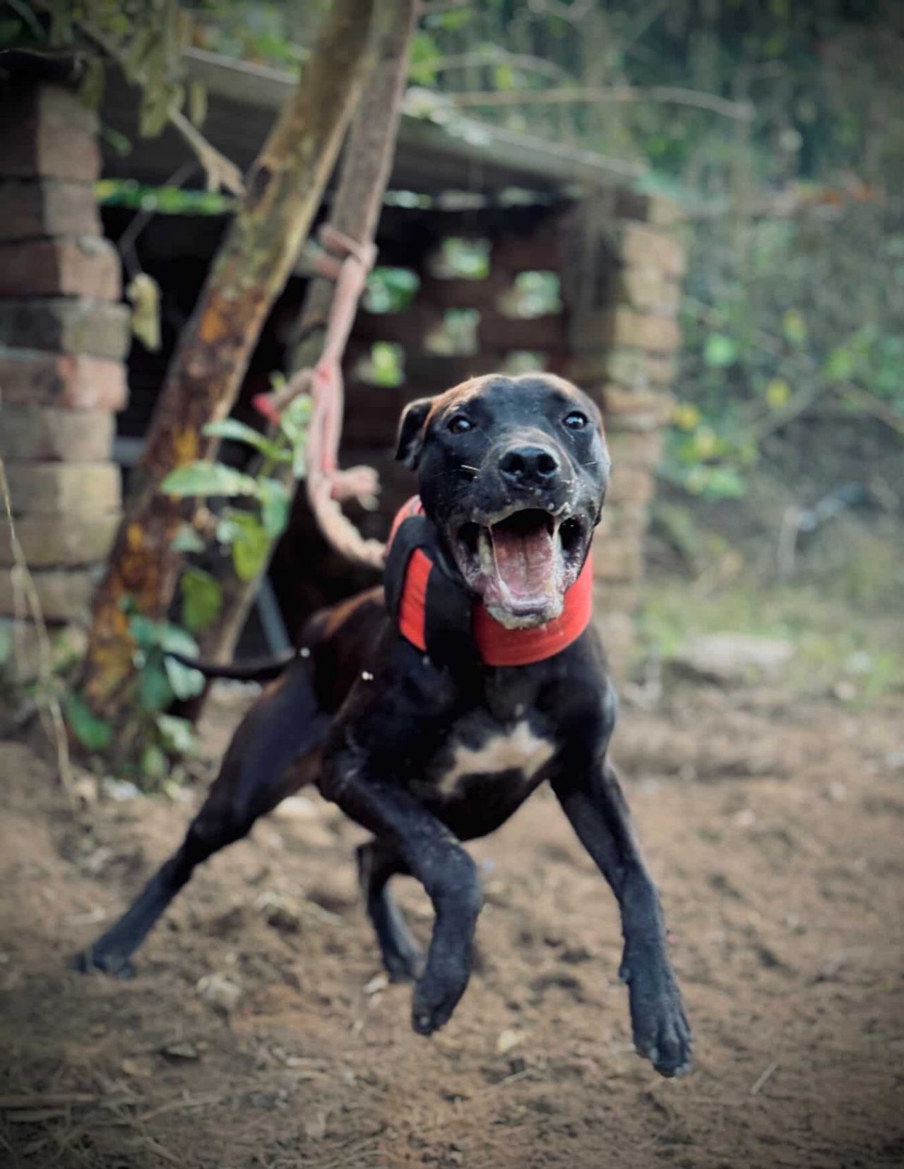 Photo of the dog