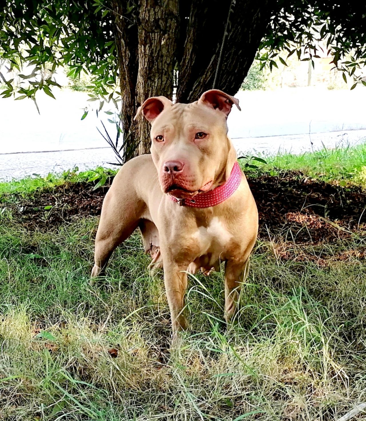 Photo of the dog