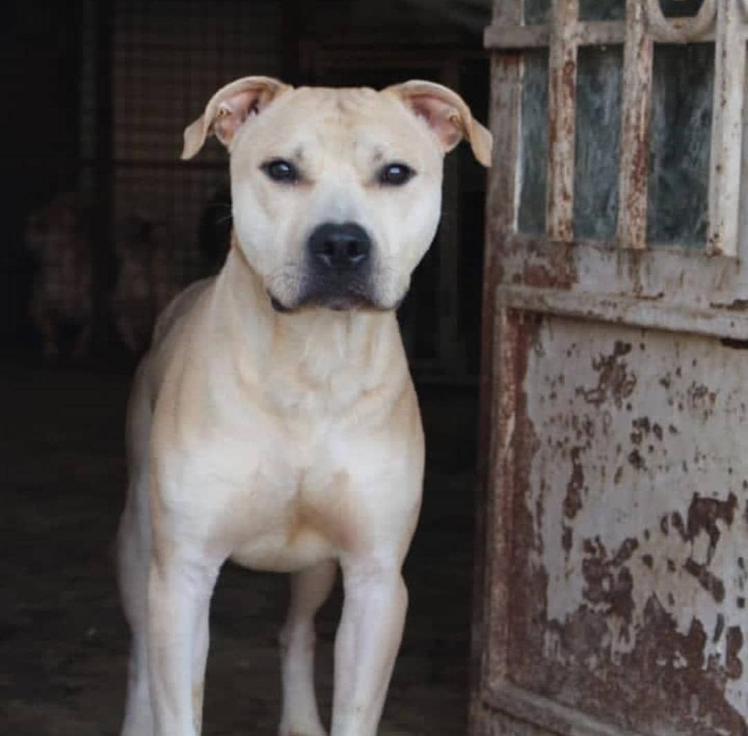 Photo of the dog