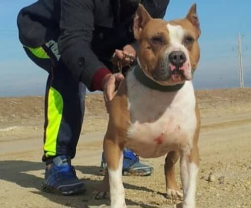 Photo of the dog