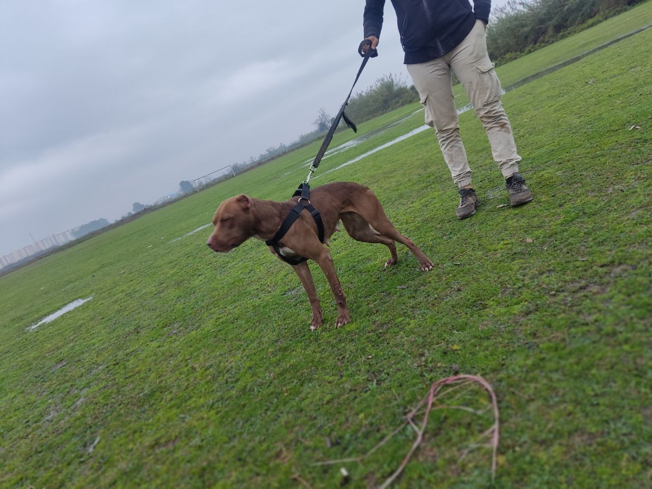 Photo of the dog