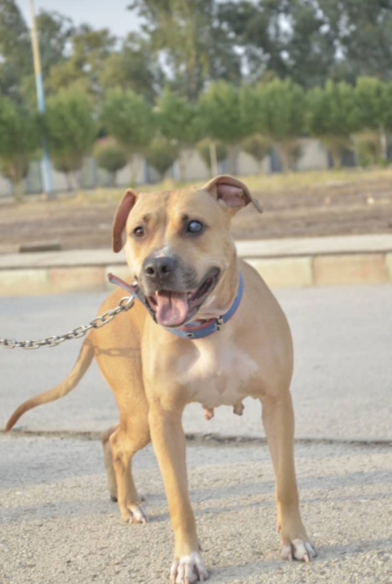 Photo of the dog