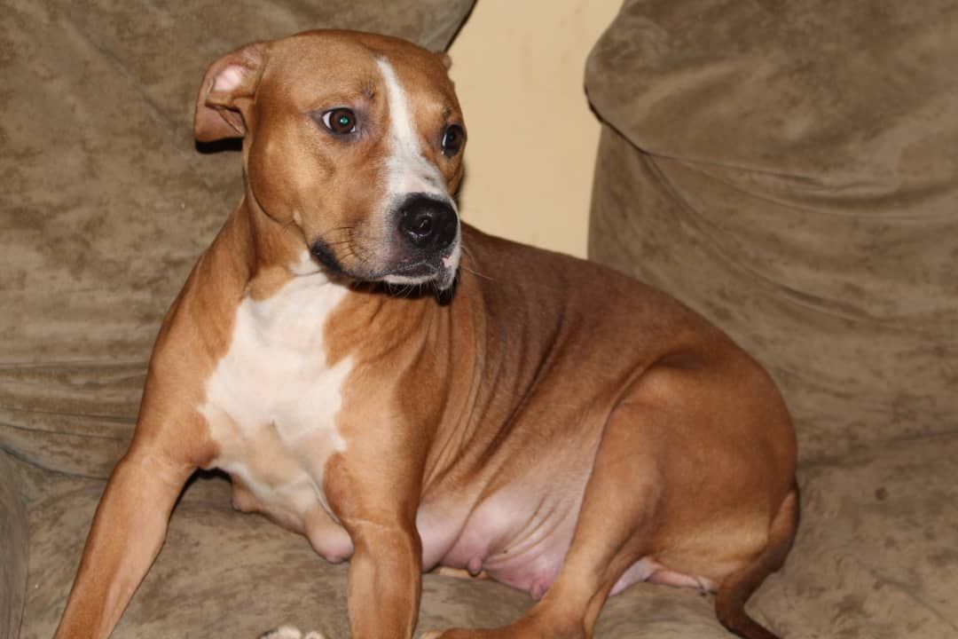 Photo of the dog