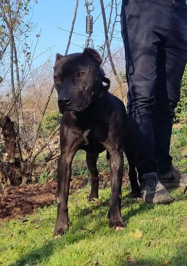 Photo of the dog