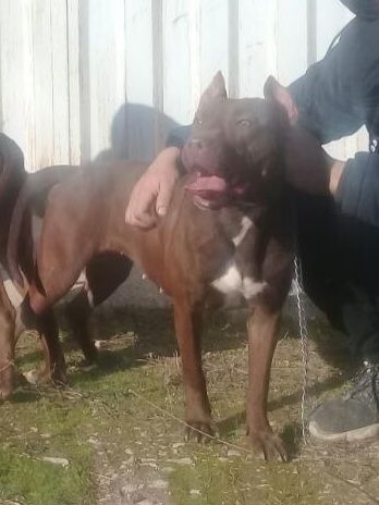 Photo of the dog