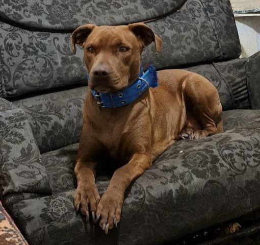 Photo of the dog