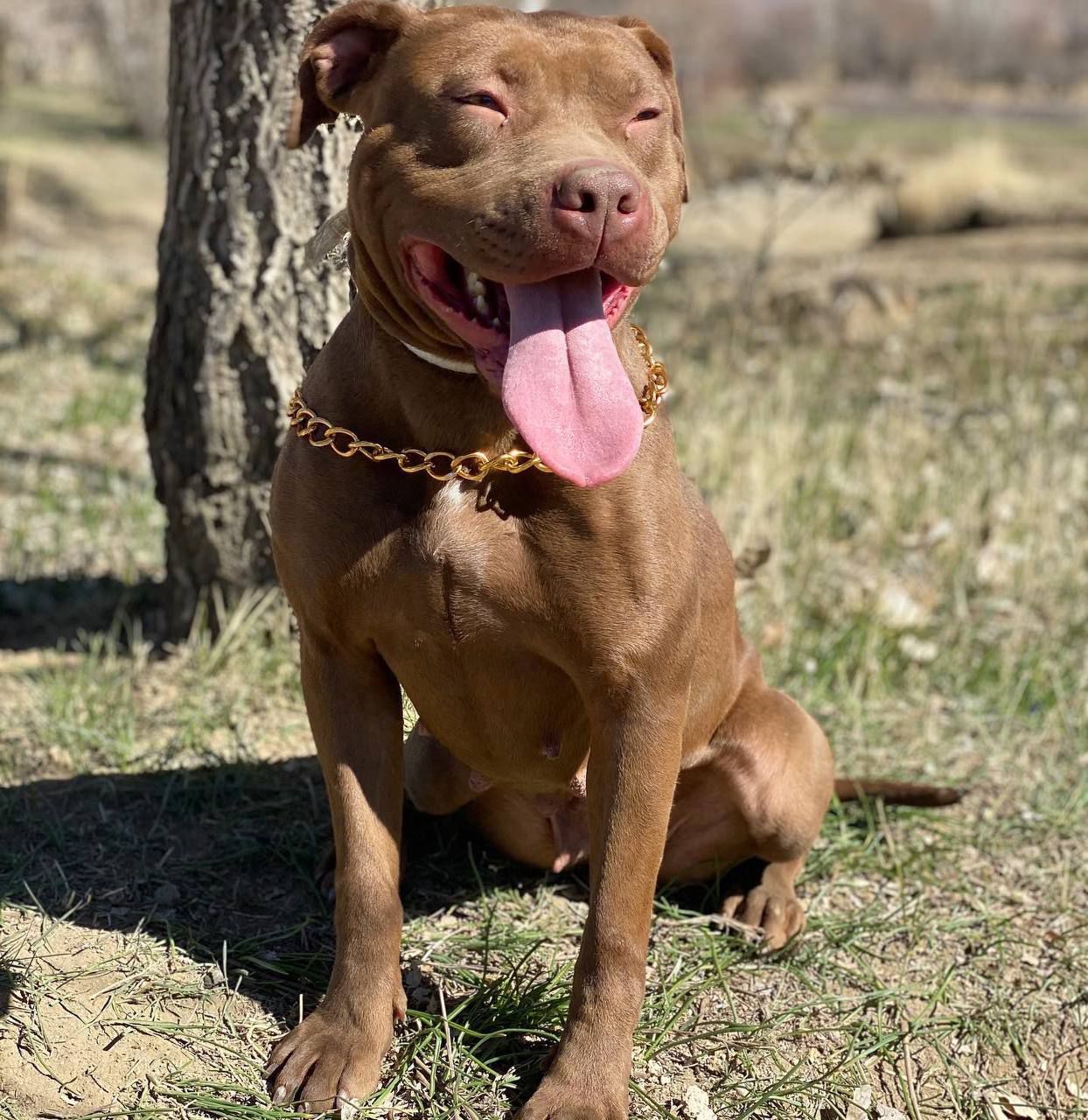 Photo of the dog