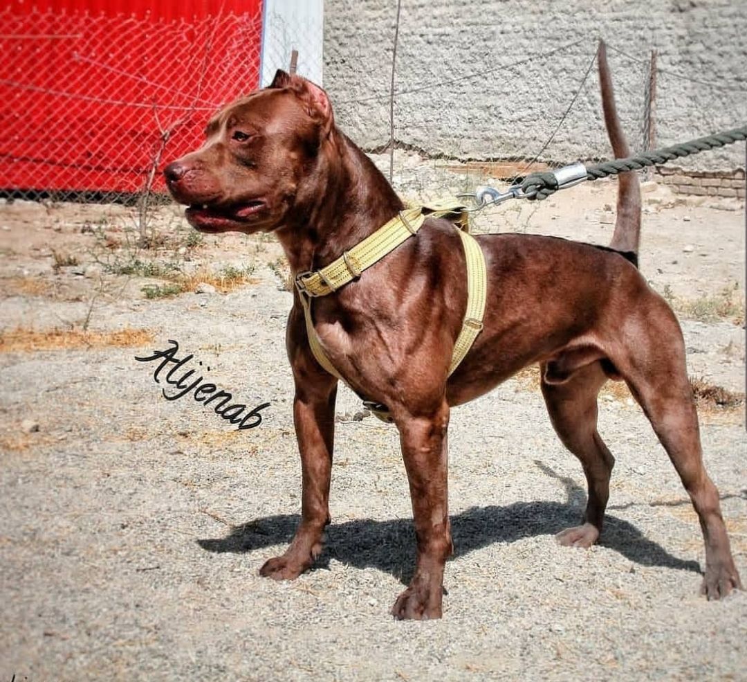 Photo of the dog