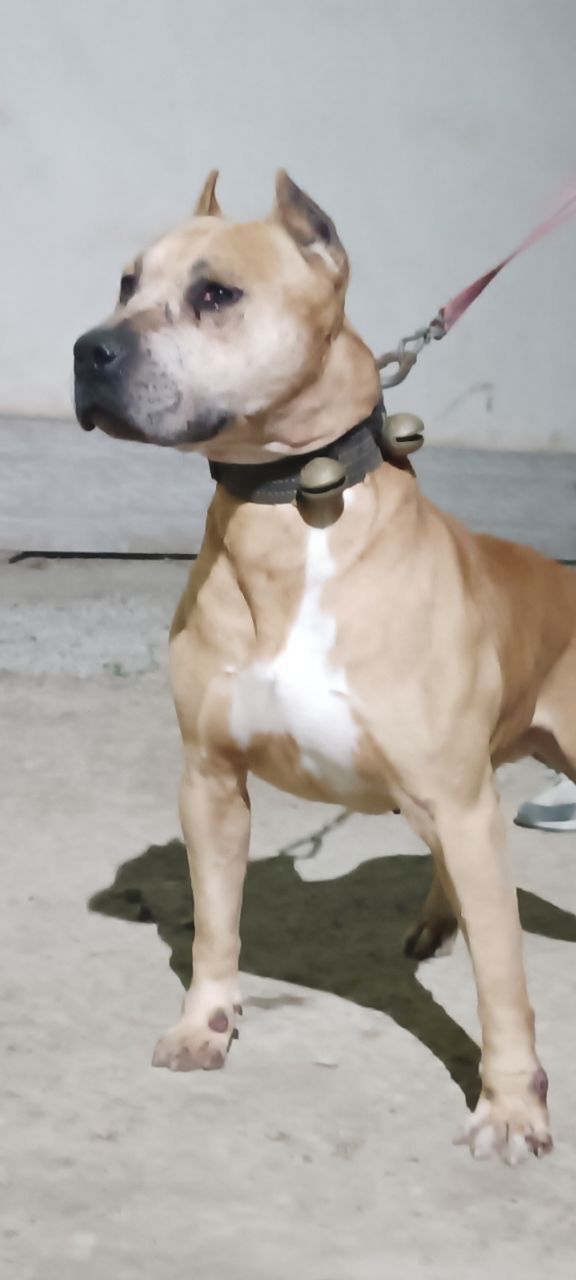 Photo of the dog