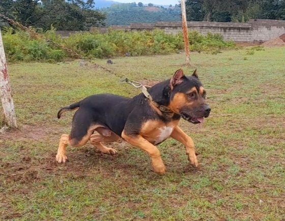 Photo of the dog