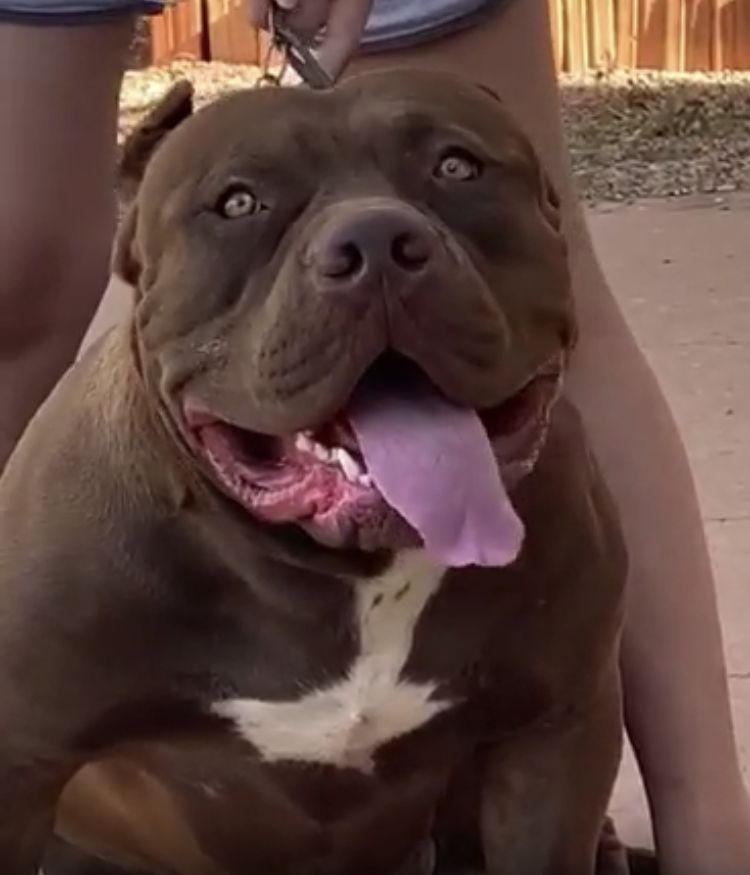 Photo of the dog