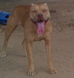 Photo of the dog