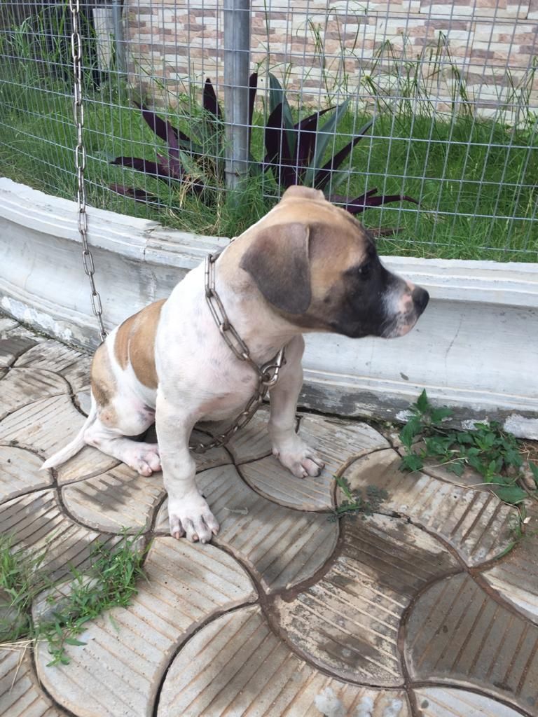 Photo of the dog