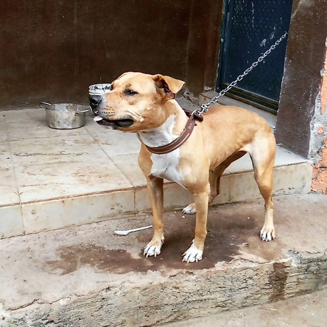 Photo of the dog