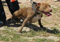 Photo of the dog