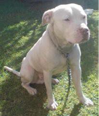 Photo of the dog