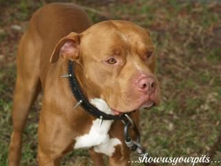 Photo of the dog