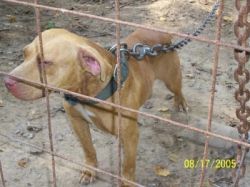 Photo of the dog