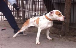 Photo of the dog
