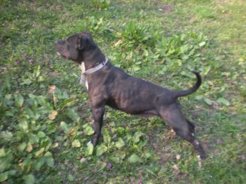 Photo of the dog