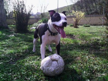 Photo of the dog