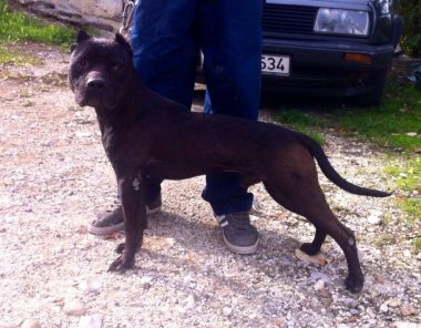 Photo of the dog