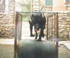 Photo of the dog