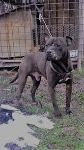 Photo of the dog