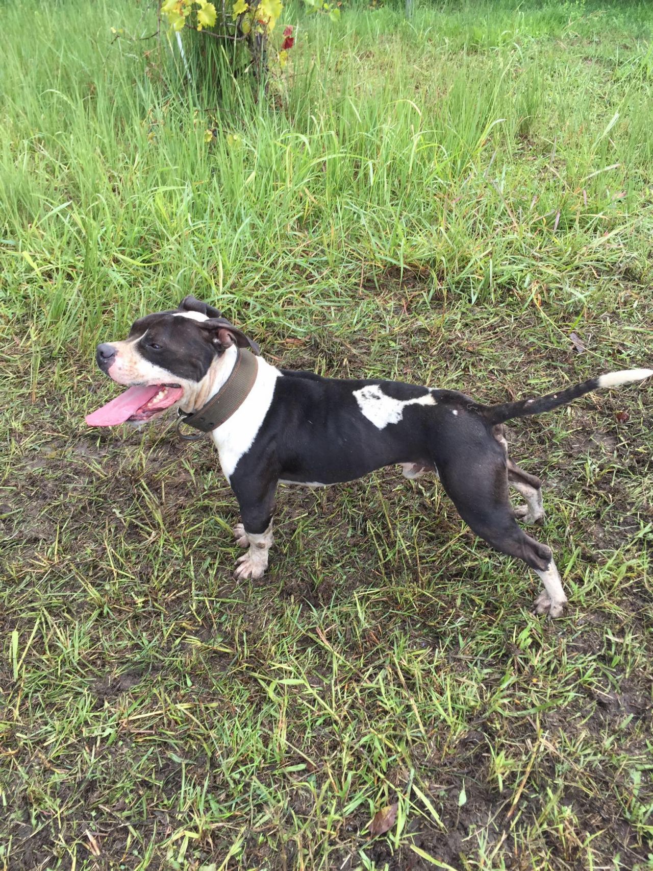 Photo of the dog