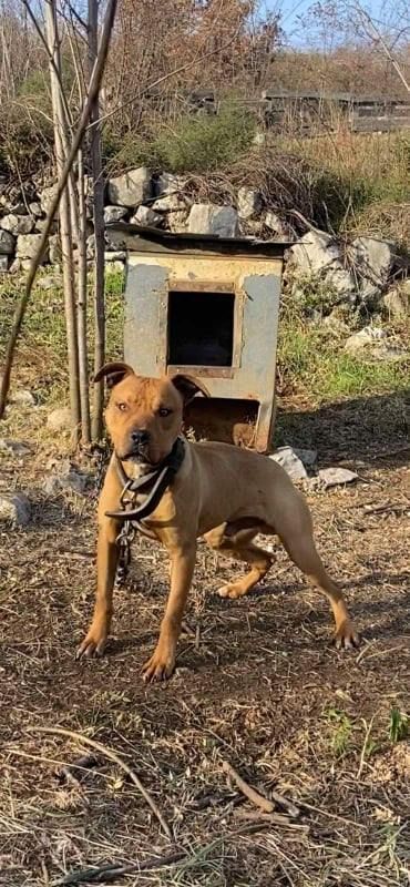 Photo of the dog