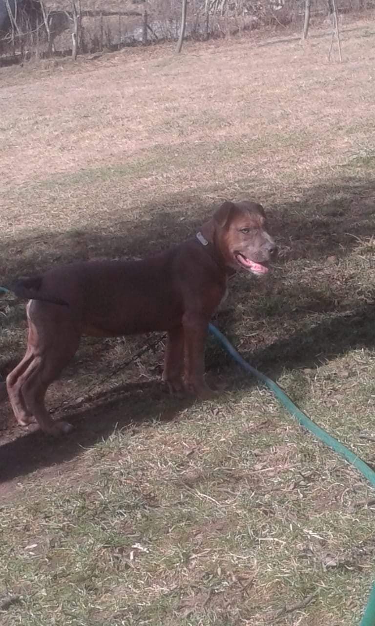 Photo of the dog