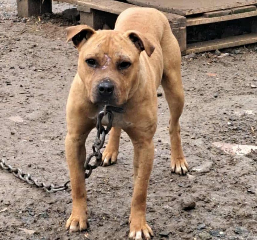 Photo of the dog