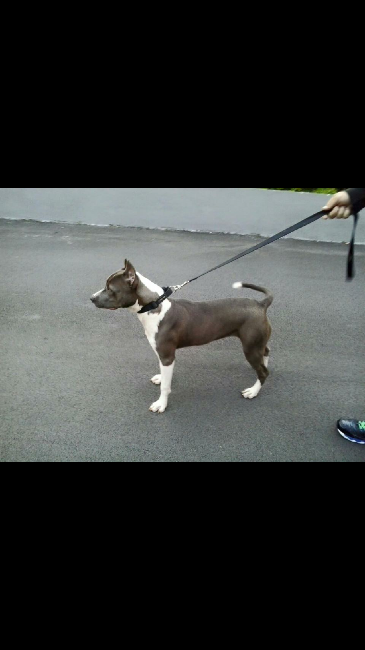 Photo of the dog