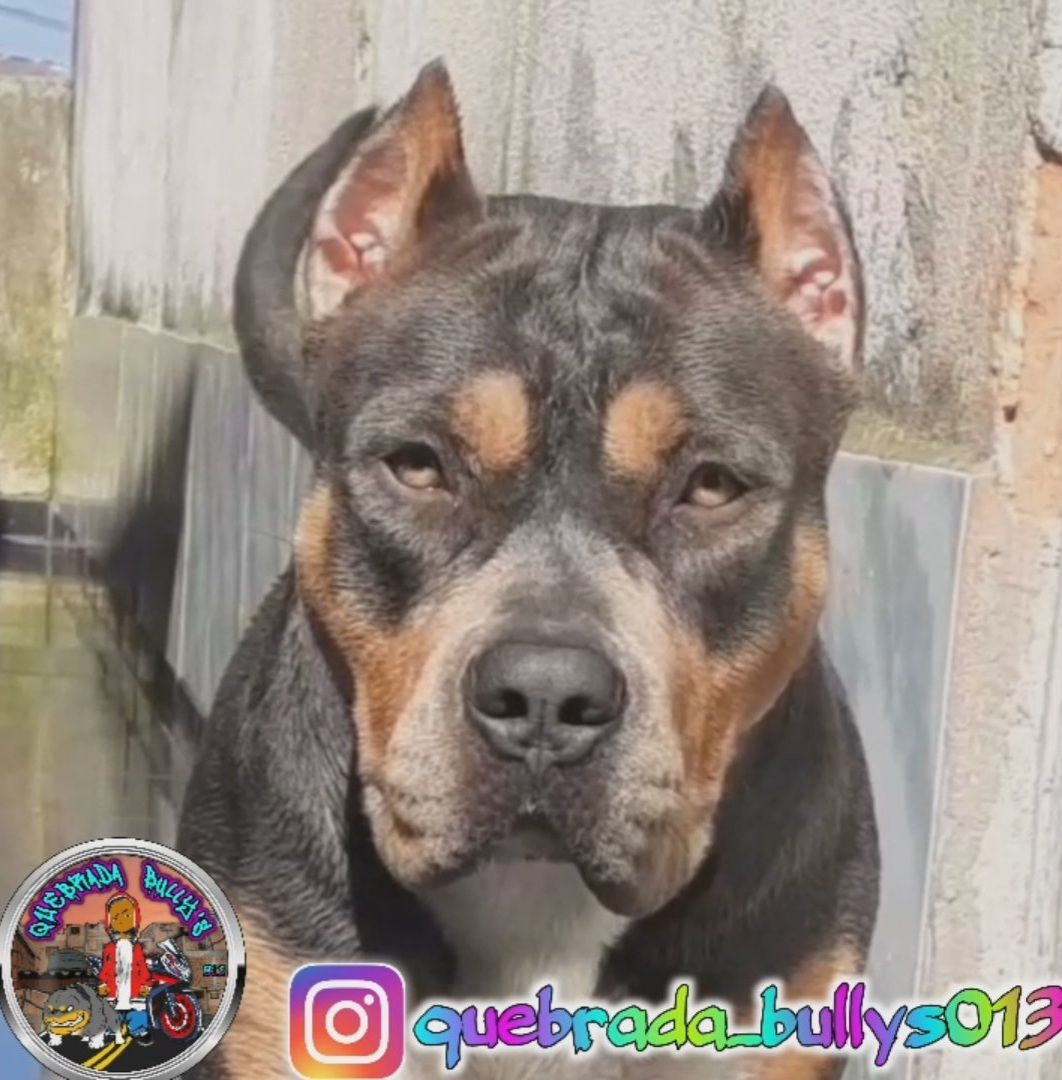 Photo of the dog