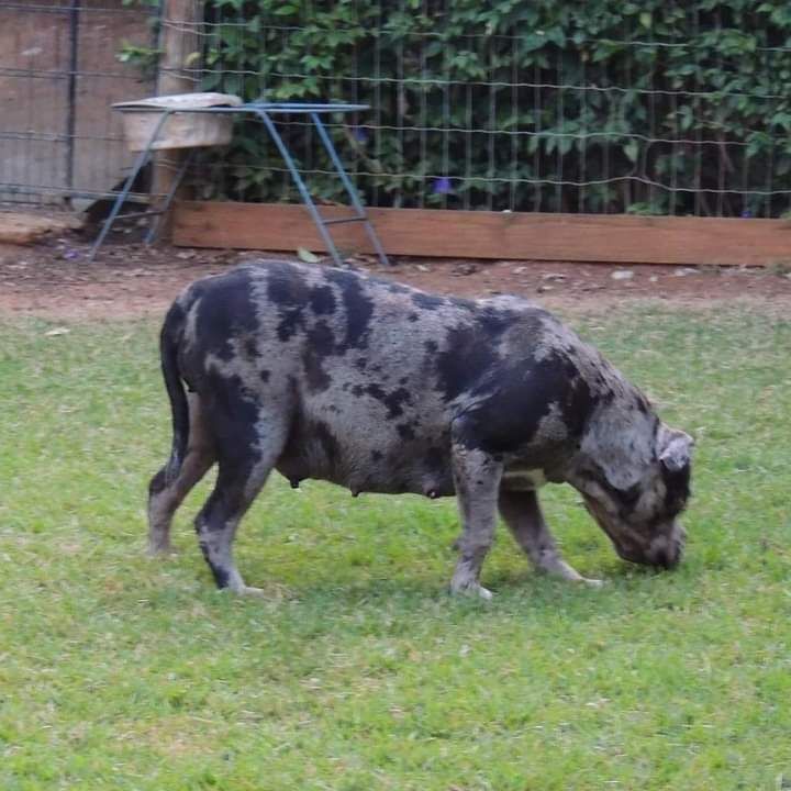 Photo of the dog